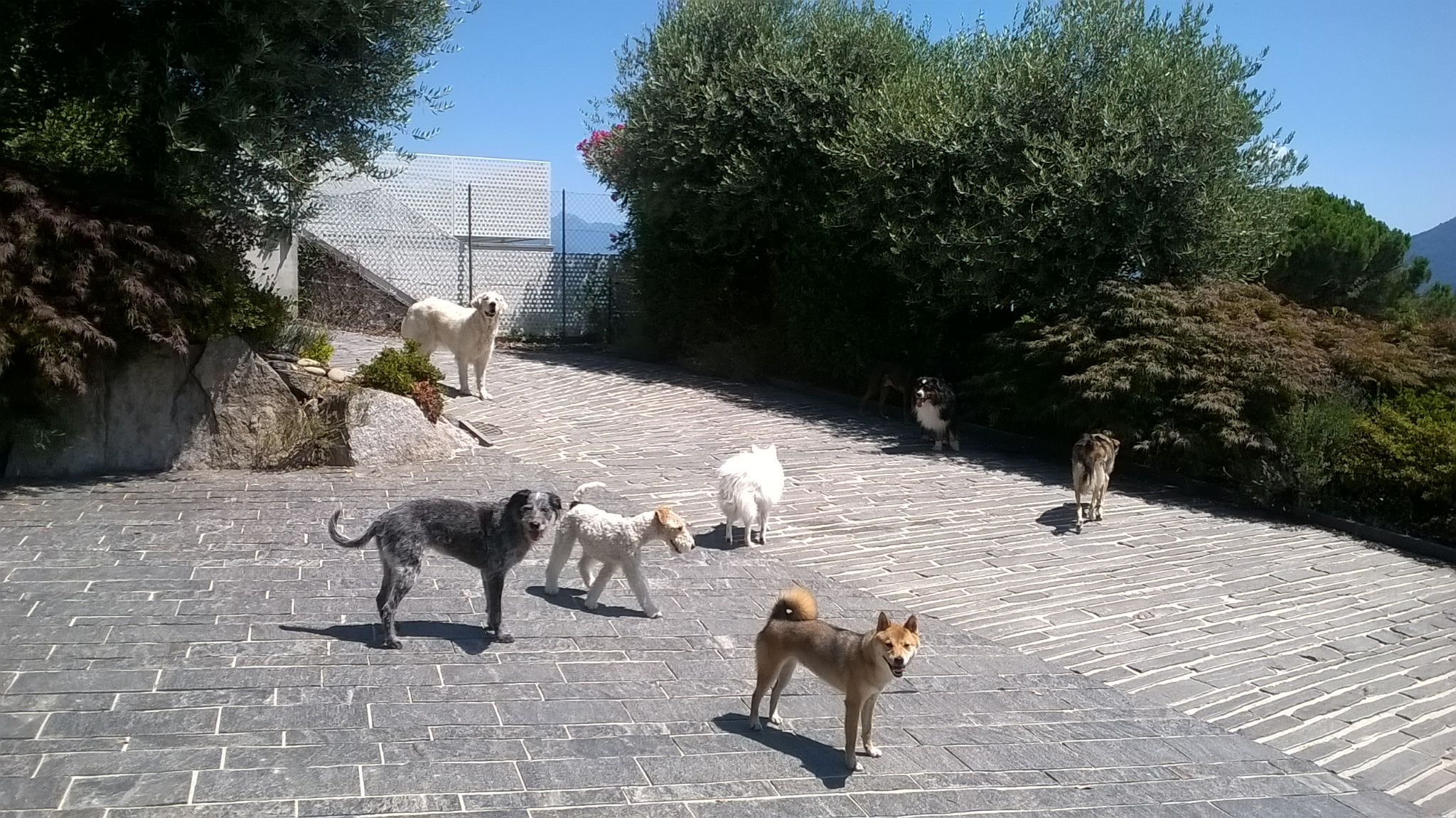 Pensione per cani - Cà Seûra  